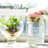 Regrowing Celery (FFD Family Experiment)