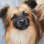 A Healthy Dog is a Happy Dog with ALPO® #Ad