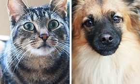 Save Money Protecting Your Pets from Fleas and Ticks with PetArmor #ad #TICKFREEFALL
