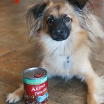 4 Tips to Love Others More Like Your Devoted Dog Loves You #Ad