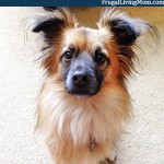 5 Point Checklist to Rid Your Home of Fleas #petarmorprotects #sponsored
