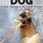 How to Get Your Dog to Stop Pulling on the Leash Forever