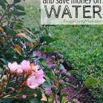 Easy Ways to Conserve and Save Money on Water