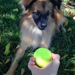 Enter the NexGard® (axofolaner) #DoggoneContest for a chance to win $5K