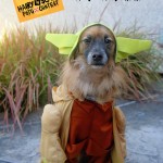 Win $250 Worth of Nestlé Purina Pet Supplies for Your Local Shelter