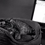 How To Travel with My Cat with Less Stress